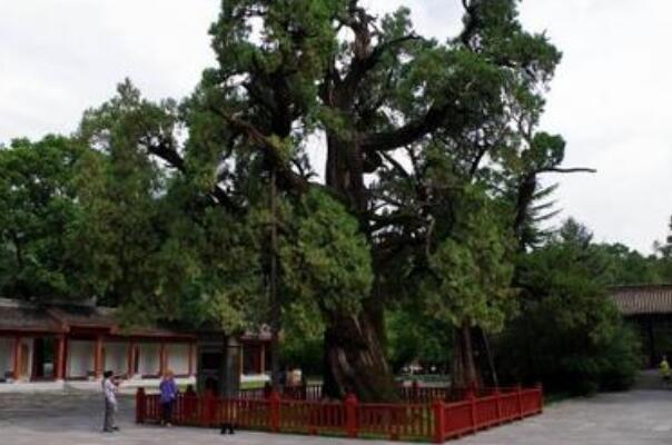 中國十大名樹排行榜 迎客松上榜 第六的名字最霸氣