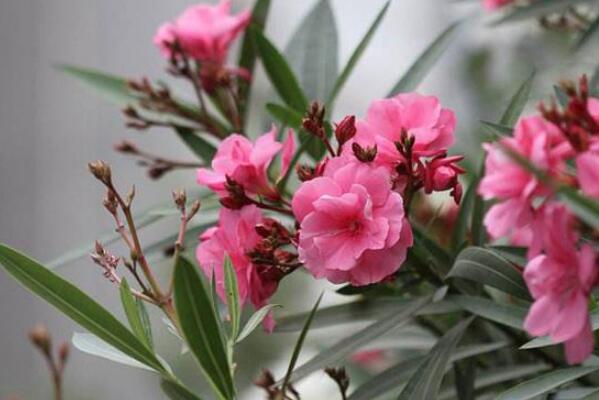 十大美丽剧毒植物排行榜 夹竹桃第一，水仙花、罂粟上榜