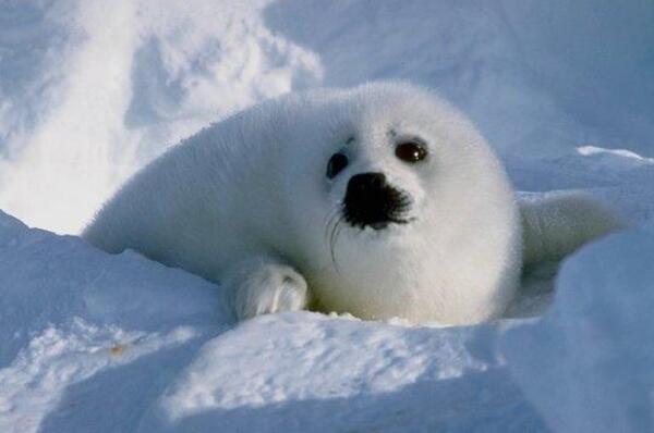 十个最伟大动物母亲 北极熊上榜，第七是唯一由雄性生育后代的动物（动物界的伟大母亲）