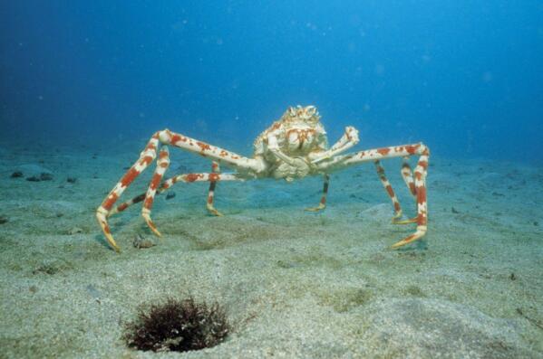 全球十大最怪异螃蟹物种 拳击蟹上榜，第六体长只有2厘米（世界上十大凶猛的螃蟹）