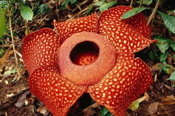 世界上十大最令人惊讶的奇异植物排行榜 大王花第一	，猪笼草上榜