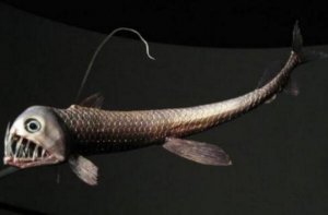 世界十大令人恐怖深海生物排行榜 鮟鱇上榜，第二被稱為“食人魔魚”