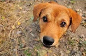 十大最忠诚护卫犬排名，拉布拉多上榜，第一是最常见的“土狗”