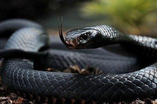 养蛇禁忌墨西哥黑王蛇图片