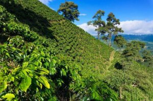 世界著名十大咖啡產地，哥倫比亞上榜，第四因瑰夏而引人矚目