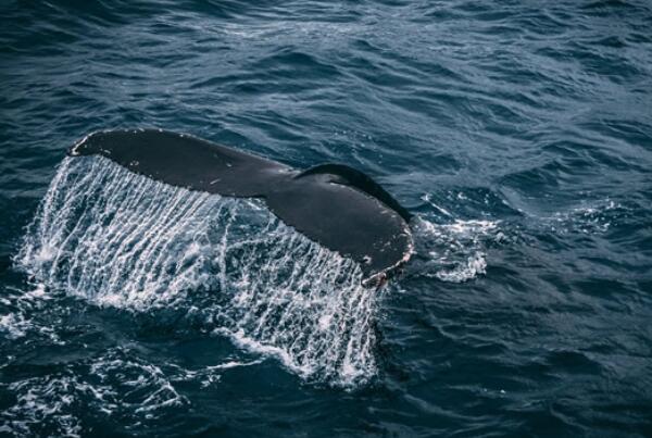 世界十大巨型动物，鲸鱼上榜多种，第一体重可超180吨（世界上最大的动物是蓝鲸,体重一般是100）