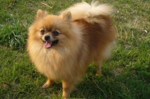 十大适合家养的小型犬 泰迪犬上榜，第七是世界上最小的犬种