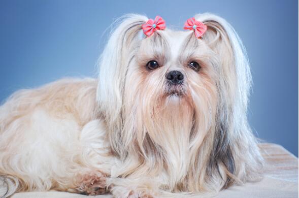 十大寿命最长的狗品种阿拉斯加第一 吉娃娃上榜 排行榜123网