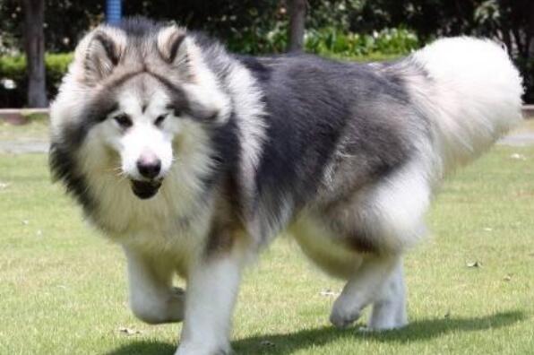 十大寿命最长的狗品种阿拉斯加第一 吉娃娃上榜 排行榜123网