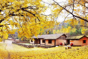 中国十大银杏观赏地，地坛公园上榜，第二是中国银杏第一乡