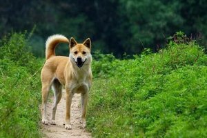 世界十大最便宜好養(yǎng)寵物排名：中華田園犬第一，第四適合上班族養(yǎng)