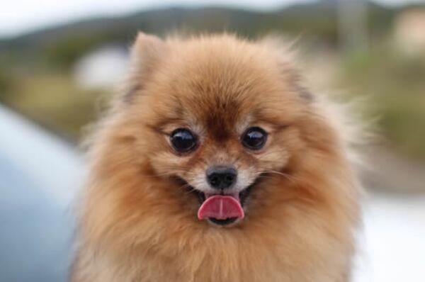 全球最可爱的十种小型犬,贵宾犬上榜,第一是世界上最小型犬种(2)