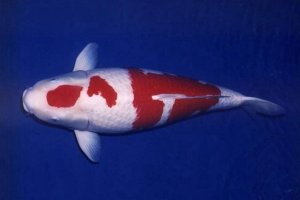 世界最贵的观赏鱼前十名：血红龙上榜，第一卖到2000万