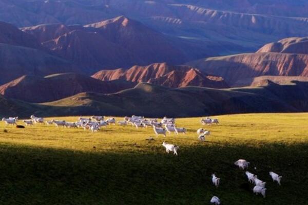 中国十大最美天然牧场在哪里？天山牧场上榜，第一是南方仅有的高山牧场(图10)
