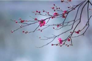 中国传统十大名花排名，梅花高居榜首，第二被誉为花中之王