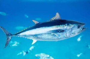 世界十大最贵的海鱼 黄唇鱼上榜,第一是濒危物种