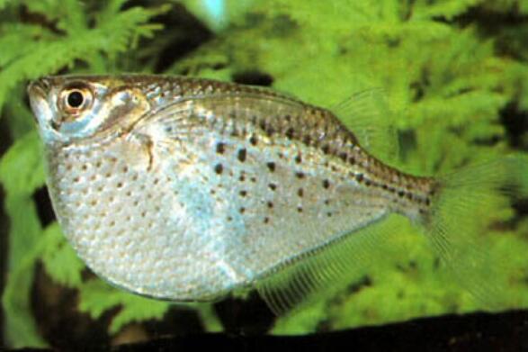 世界十大最奇葩的观赏鱼喷火鱼上榜,第五有u201c闪电侠u201d之称(2)_排行榜123网