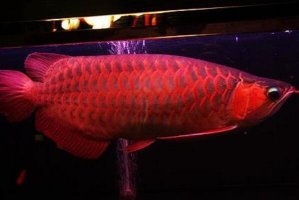 世界十大最贵的观赏鱼  绣蝴蝶鱼上榜，第六价格高达8000美元
