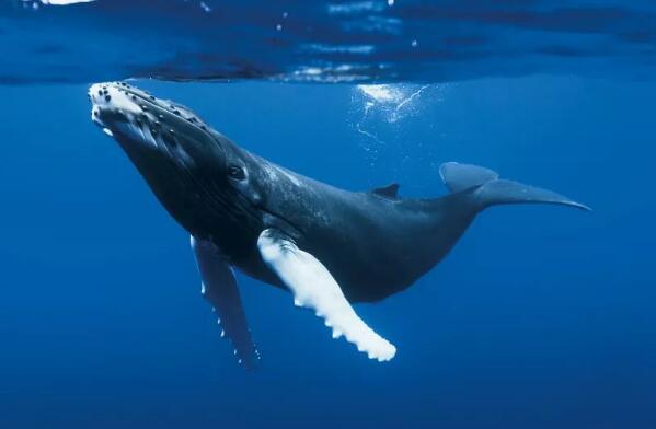 全球最大的十种海洋动物大王乌贼上榜第一体长达33米3