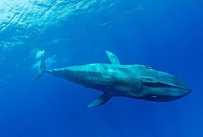 全球最大的十种海洋动物 大王乌贼上榜，第一体长达33米