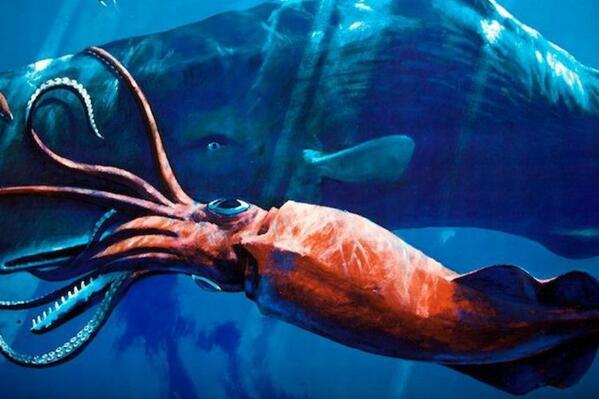 全球最大的十种海洋动物大王乌贼上榜第一体长达33米3