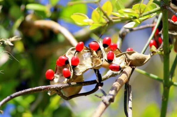 世界最毒的植物前十名 曼陀罗上榜，第一常见于热带地区