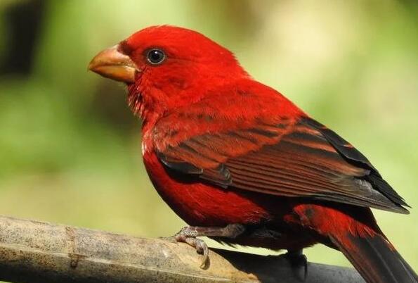 全身红色的鸟动物图片