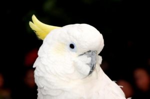 全球十大白色的鸟 天鹅上榜,白凤头鹦鹉第一