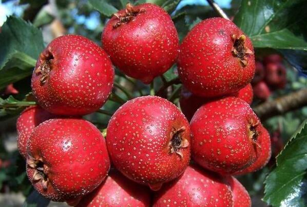 最补铁的十大水果 枇杷上榜,草莓排名第二(3)