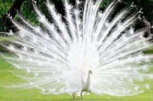 自然界十大颜值最高的动物 白孔雀第一，火烈鸟上榜