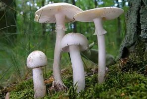 中國(guó)十大毒蘑菇 毛頭乳菇上榜，第一致死率達(dá)95%