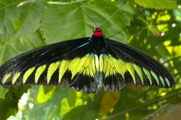 世界最珍稀八大蝴蝶图片
