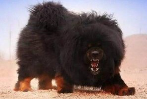 世界凶悍名犬排行榜 杜高犬上榜，第一原产于中国