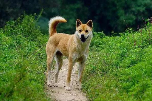 最護主的狗狗排行 拉布拉多犬上榜，第一是中國本土犬種