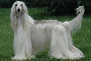 世界上十大毛最长的犬 阿富汗猎犬第一，西施犬上榜