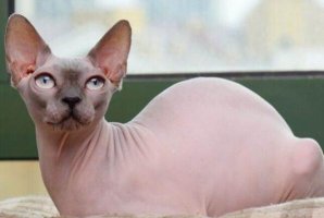 十大最丑的猫 加拿大无毛猫第一，暹罗猫上榜
