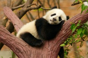 世界十大顶级国宝动物 中国大熊猫第一，日本朱鹮上榜