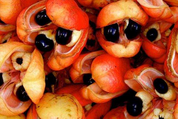 世界上最稀有的十种水果 菠萝莓上榜，第三被誉为“记忆之果”（世界上最稀有的几种水果）