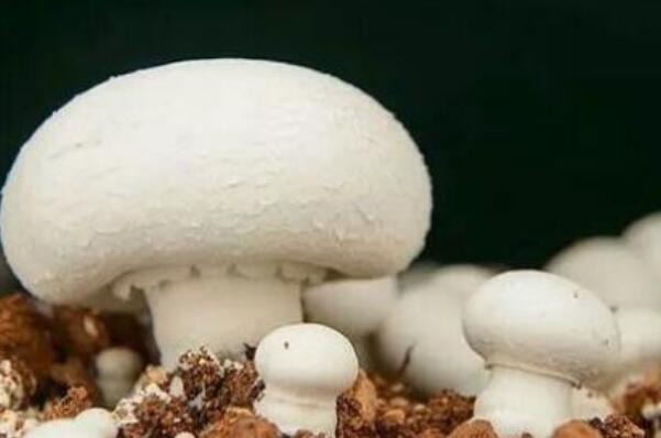 蘑菇种类常吃图片