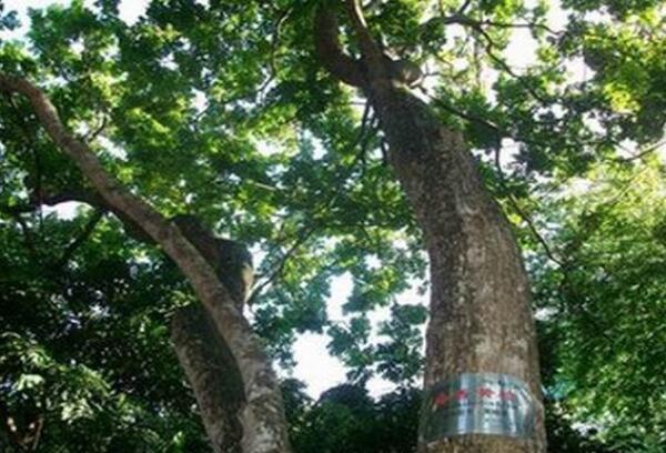 中国十大珍贵树种盘点	，沉香木上榜，第六被称为植物木乃伊