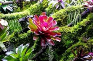 最知名的十大热带雨林植物，鹿角蕨上榜，第八被誉为世界花王