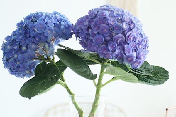 最常见的十大鲜切花材 向日葵上榜 第一被誉为花中皇后 排行榜123网