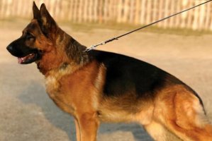 十大適合當警犬的狗 大丹犬上榜,德牧第一