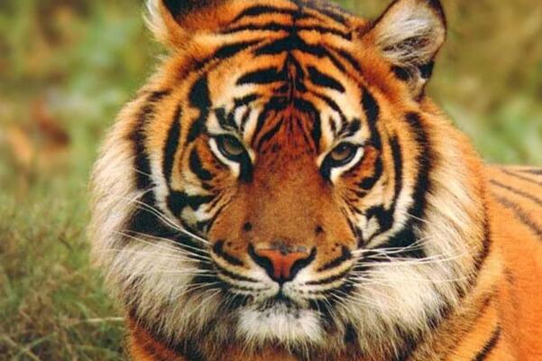 世界老虎种类大全 马来虎上榜,第一是“丛林之王”