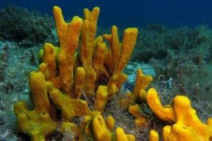 世界最能潛水的十大動物排名，海膽上榜，第六的分泌物是龍涎香