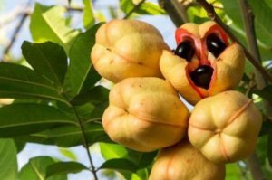 世界十大最稀有的水果，紅毛丹上榜，第一是牙買(mǎi)加的“國果”