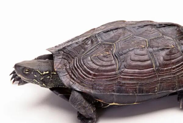 世界十大最稀有的烏龜品種，緬甸星龜上榜，第一數量最稀少