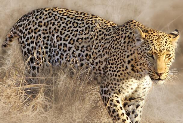 盘点世界豹子的种类 非洲豹上榜,第二是“金钱豹”