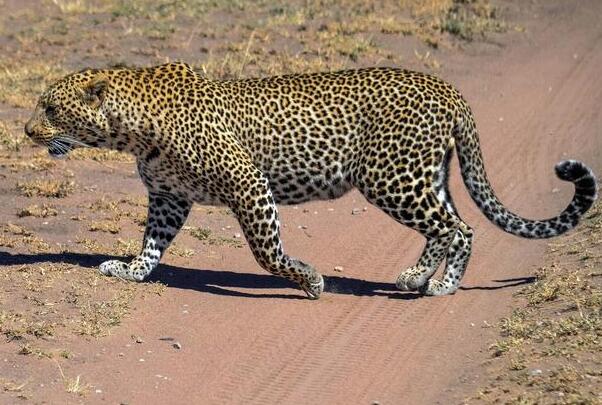 盘点世界豹子的种类 非洲豹上榜,第二是“金钱豹”