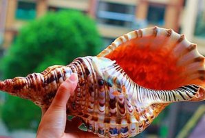 世界十大最好看的貝類，唐冠螺上榜，第一是世界四大名螺之首